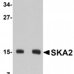 SKA2 Antibody-Western Blot-NBP1-76312-img0001
