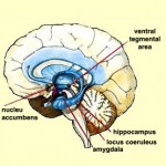 Nucleus Accumbens