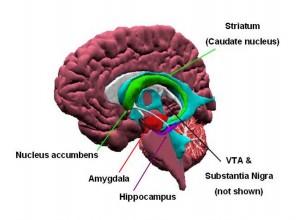 nucleus accumbens