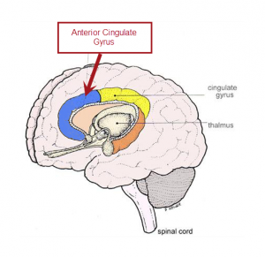 anterior cingulate gyrus