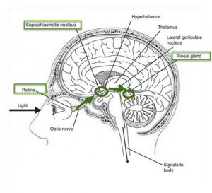 light pathways to pineal