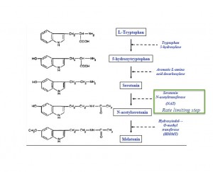 melatonin synthesis