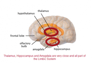 thalamus amygdala and hippocampus